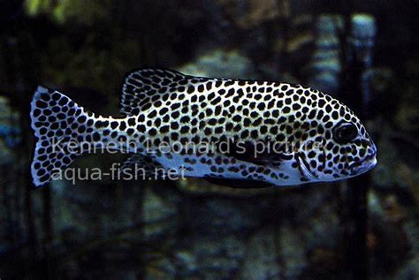 sweet lips fish|Saltwater Aquarium Fish for Marine Aquariums: .